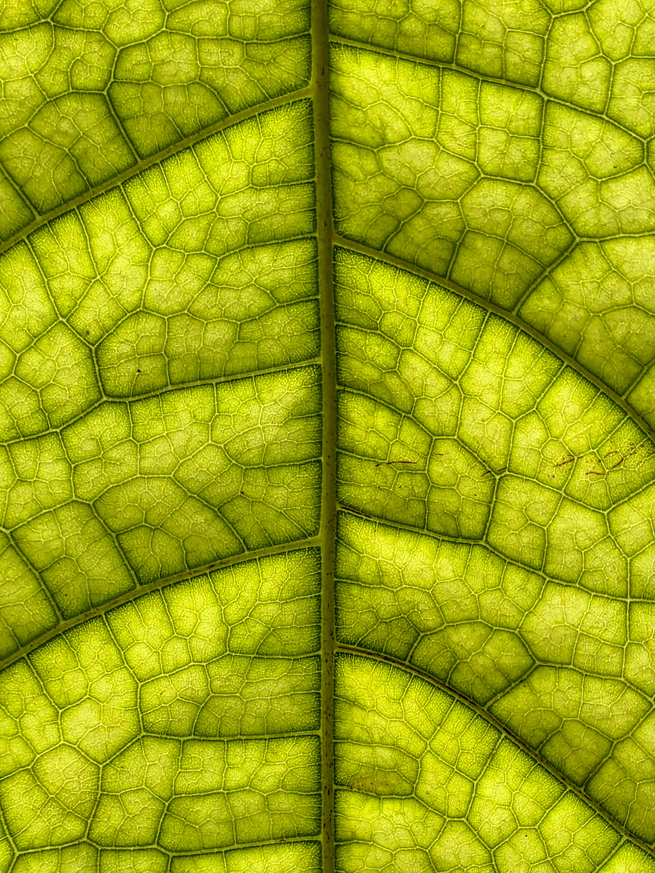 18 Oct | Mobile Photography Workshop: Textures & Details
