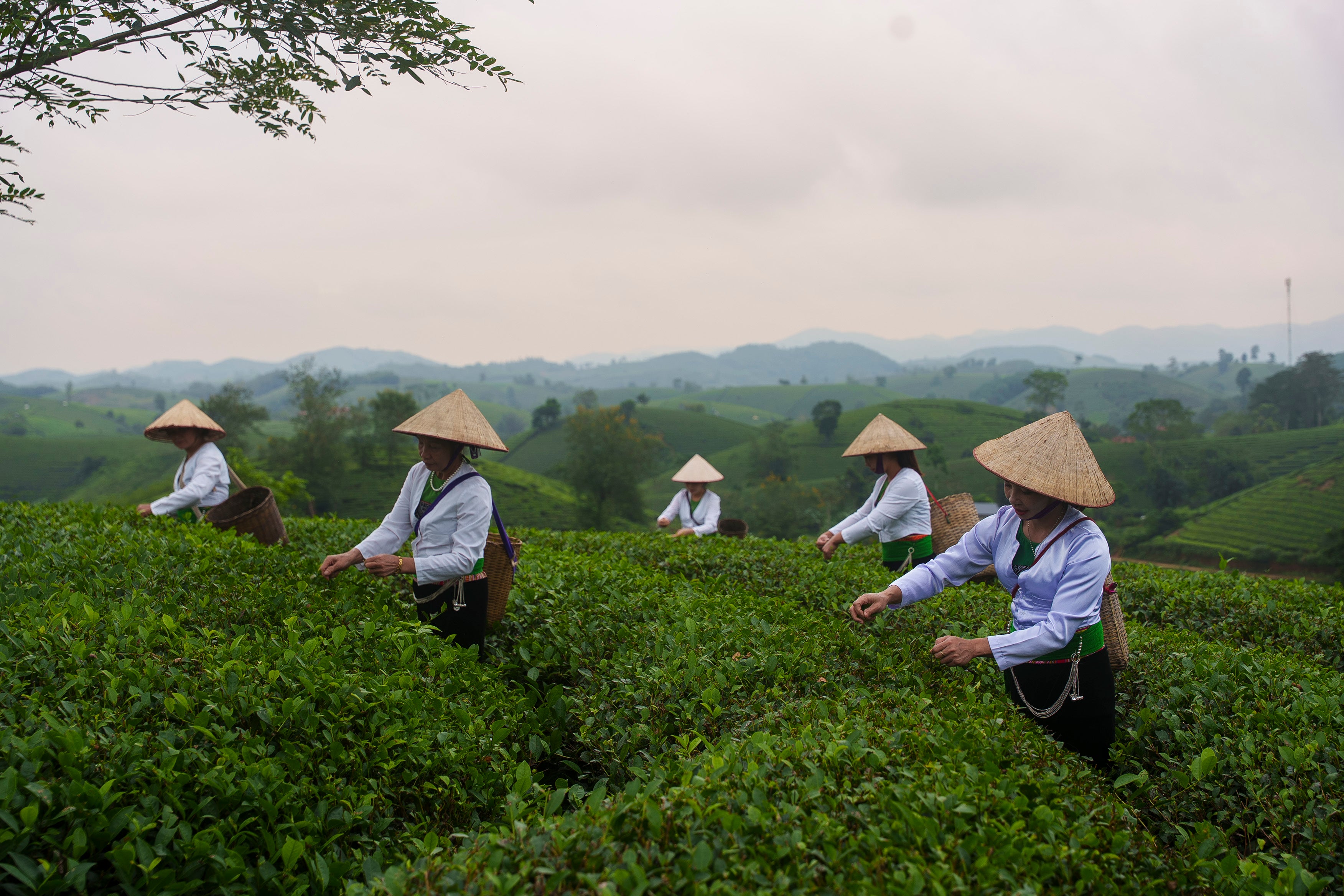 20 - 25 Jul | Travel with Leica: Northern Vietnam Visual Journey